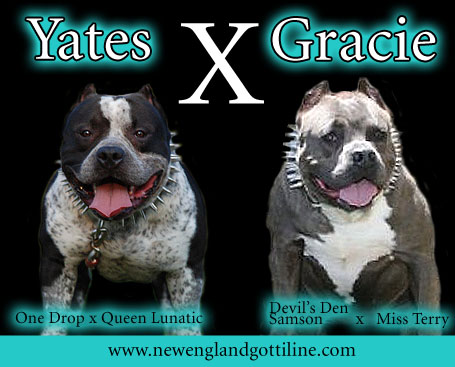Yate x Gracie Breeding