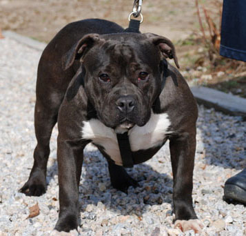 gotti razor edge pitbull. She is 100% Razor#39;s Edge and