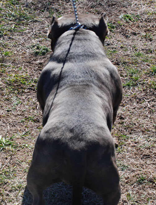 Dakota GottiLine Pitbull Bully Pitbull Breeders Gotti Line Pitbull