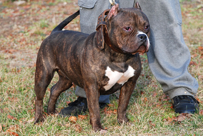 Jade Gotti Line Pitbull Female - New England Gottiline - 3