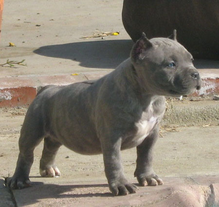 Maya Gottiline Pit bull Female