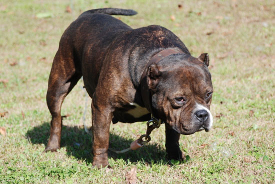 Jade Gotti Line Pitbull Female - New England Gottiline - 3