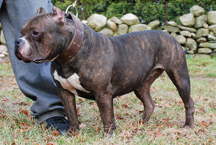 Jade Gotti Line Pitbull Female - New England Gottiline - 2
