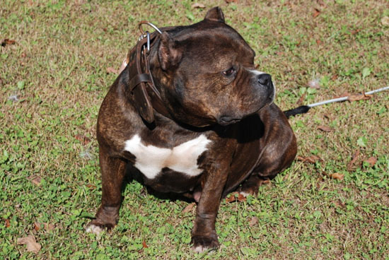 Jade Gotti Line Pitbull Female - New England Gottiline - 2