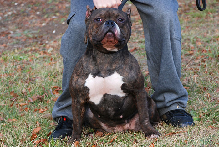 Jade Gotti Line Pitbull Female - New England Gottiline - 2