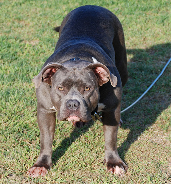 Trauma Razor's Edge Pitbull Female - New England Gottiline - 3