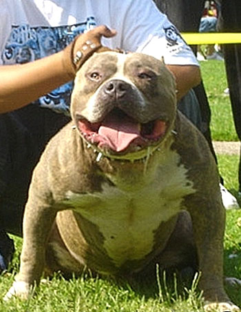 Brooklyn (CAPONE's Sire)