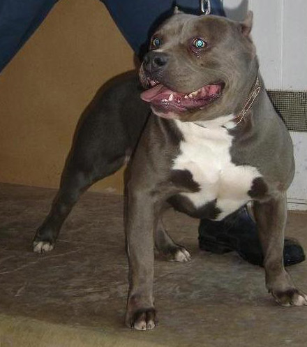 Blue Angel (litter mate to Legend, MAXIMUS and TRINITY Aunt)