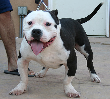 Cassanova (litter mate to Yates) 