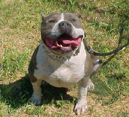 The Notorious Juan Gotti - FOUNDATION