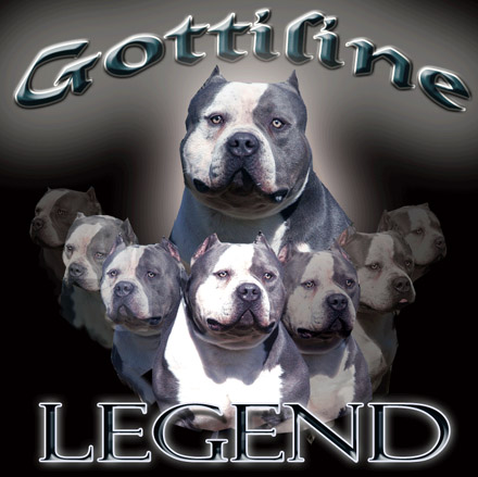 Legend Super Bull 3 - 2006 (MAXIMUS and TRINITY Sire)