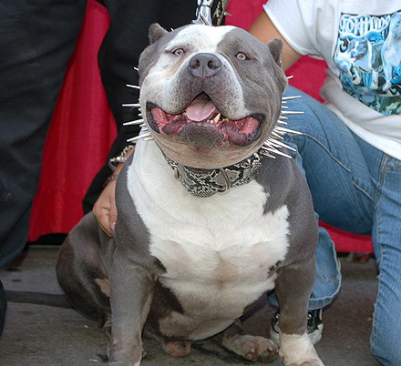 Legend Super Bull 3 - 2006 (MAXIMUS and TRINITY Sire)