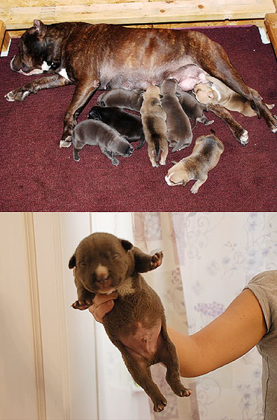 Gottline Line Pitbull - Gallery 2