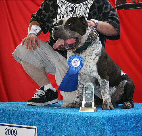 Gottline Line Pitbull - Gallery 2