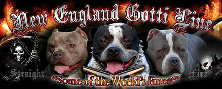 bully pitbull kennels information at www.newenglandgottiline.com