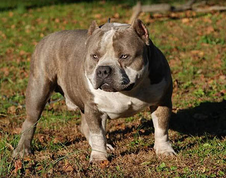gotti bully puppies for sale