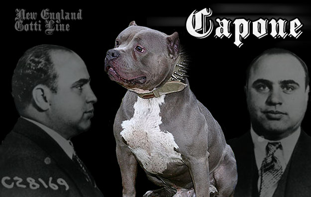 Capone - Gotti Line Pit Bull Male Stud 6