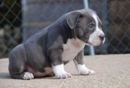 gotti bully puppies for sale