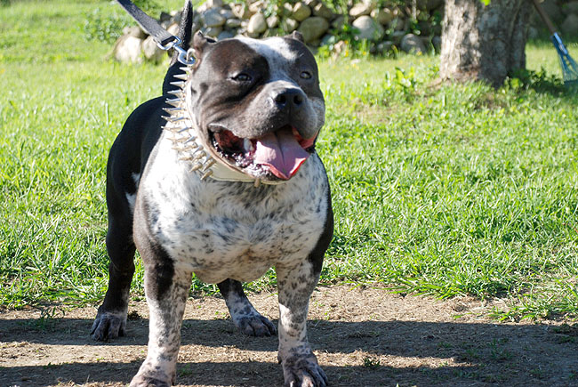 Yates - Gottiline Pitbull Male
