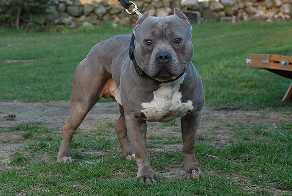 Capone - Gotti Line Pit Bull Male Stud 2