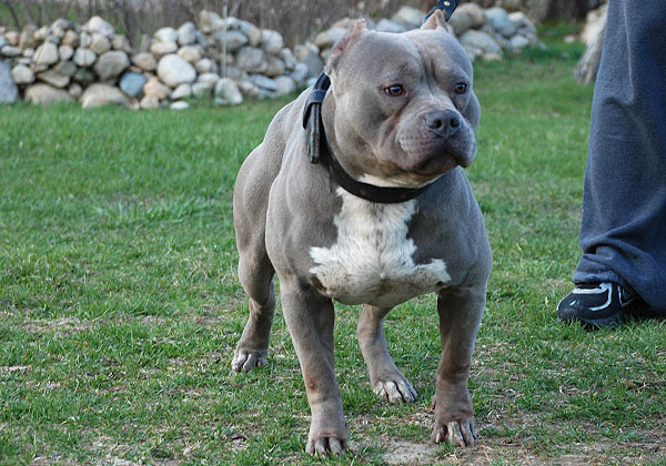 Capone - Gotti Line Pit Bull Male Stud 2