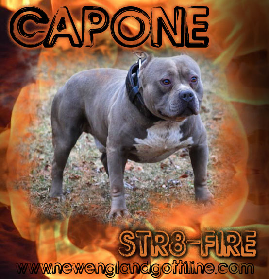 Capone - Gotti Line Pit Bull Male Stud 2
