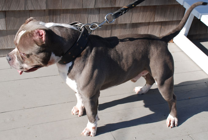 Maximus Gottiline Pitbull Stud