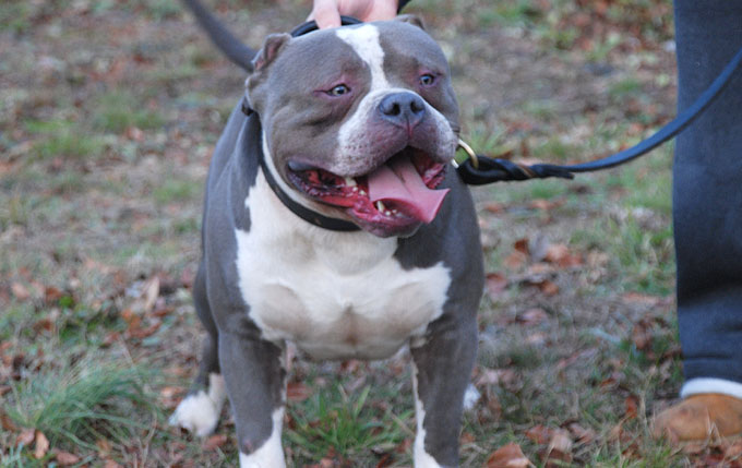 Maximus Gottiline Pitbull Stud