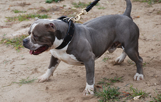 Maximus Gottiline Pitbull Stud