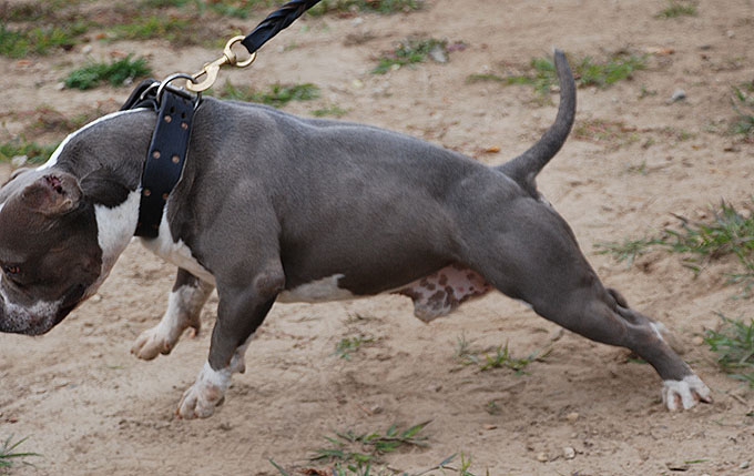 Maximus Gottiline Pitbull Stud