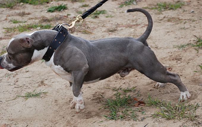 Maximus Gottiline Pitbull Stud