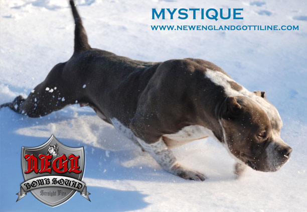 Maximus Gottiline Pitbull Stud