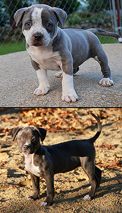 Gottiline bully style pitbull puppies for sale in Las Vegas, NV : stud, breeder